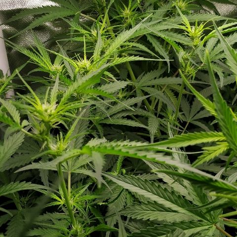 Pineapple Skunk growlog timeline photo