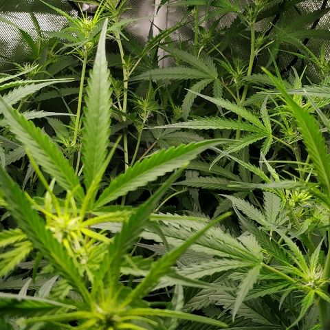 Pineapple Skunk growlog timeline photo