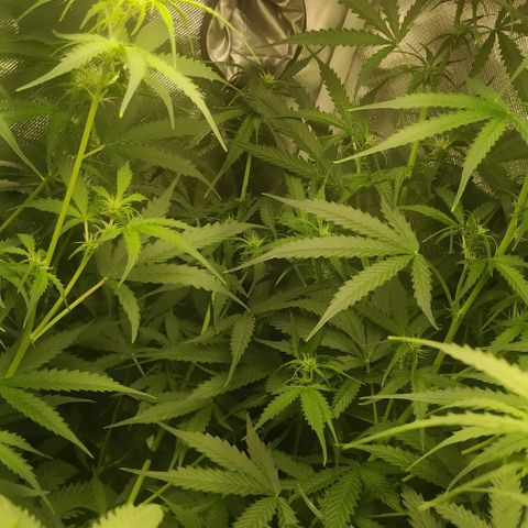 Pineapple Skunk growlog timeline photo