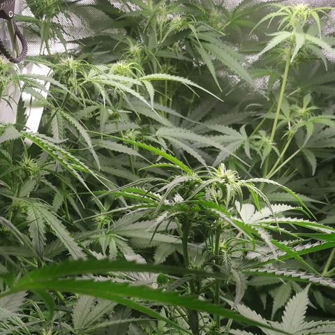 Pineapple Skunk growlog timeline photo