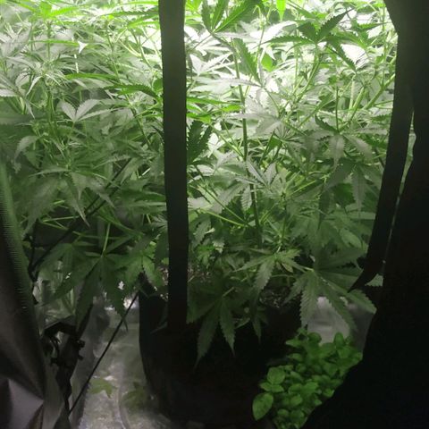 Pineapple Skunk growlog timeline photo