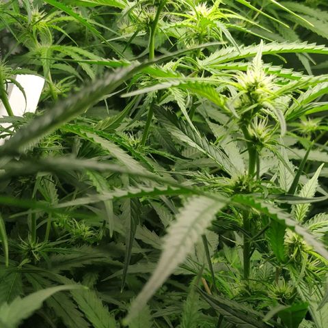 Pineapple Skunk growlog timeline photo