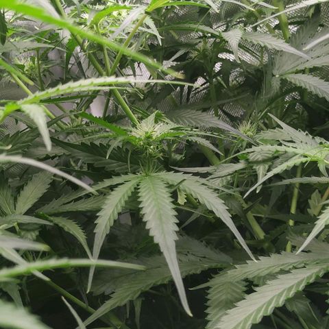 Pineapple Skunk growlog timeline photo