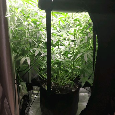 Pineapple Skunk growlog timeline photo