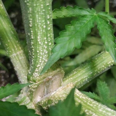 Pineapple Skunk growlog timeline photo