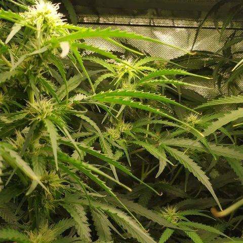 Pineapple Skunk growlog timeline photo