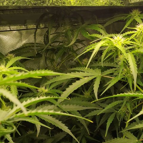 Pineapple Skunk growlog timeline photo