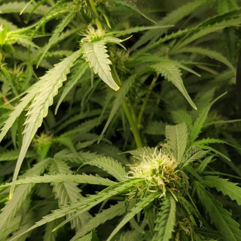 Pineapple Skunk growlog timeline photo