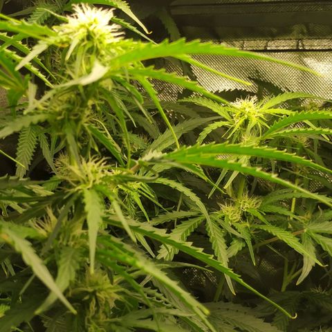 Pineapple Skunk growlog timeline photo