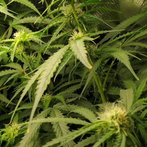 Pineapple Skunk growlog timeline photo