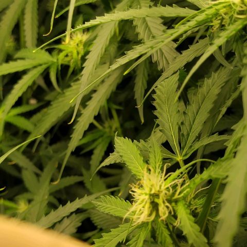 Pineapple Skunk growlog timeline photo