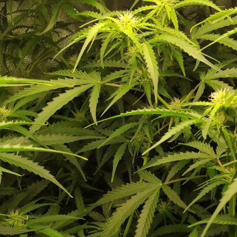 Pineapple Skunk growlog timeline photo