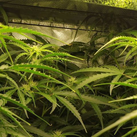 Pineapple Skunk growlog timeline photo