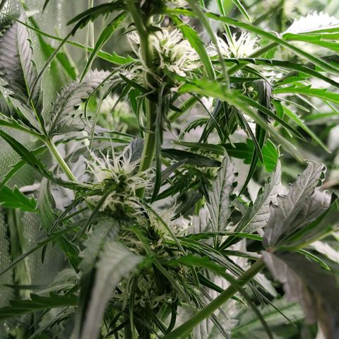 Pineapple Skunk growlog timeline photo