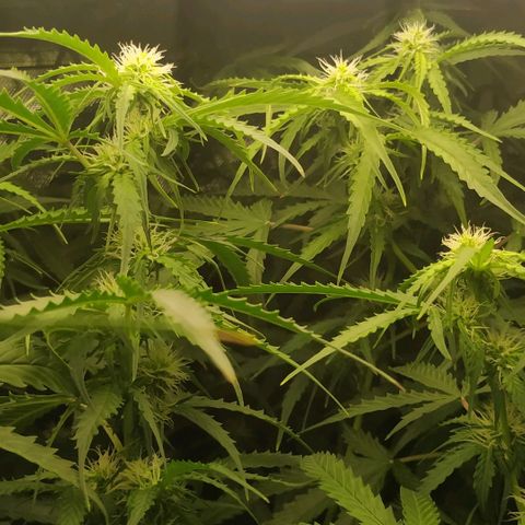 Pineapple Skunk growlog timeline photo