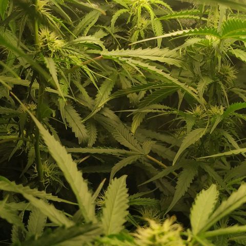 Pineapple Skunk growlog timeline photo