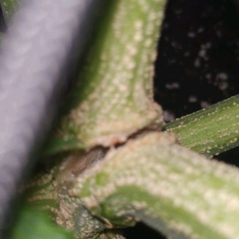 Pineapple Skunk growlog timeline photo