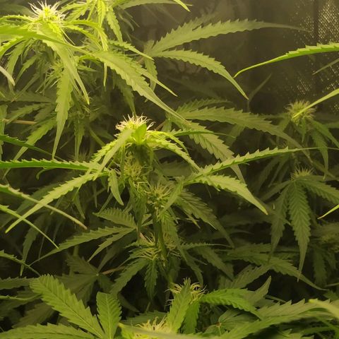 Pineapple Skunk growlog timeline photo
