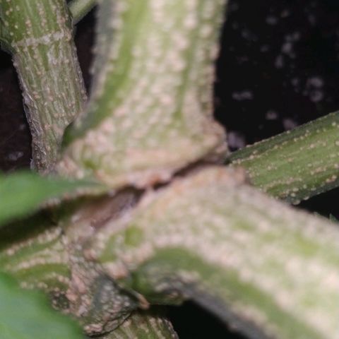 Pineapple Skunk growlog timeline photo