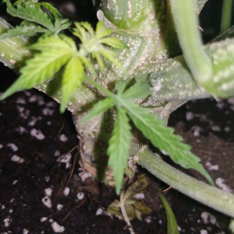 Pineapple Skunk growlog timeline photo