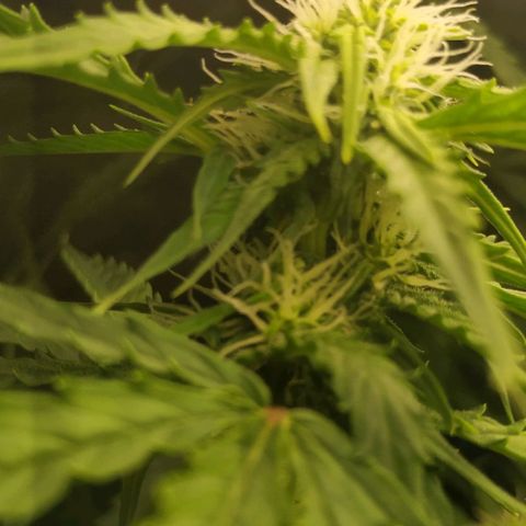 Pineapple Skunk growlog timeline photo