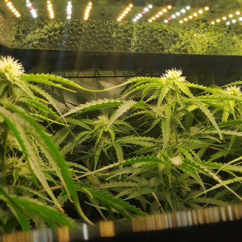 Pineapple Skunk growlog timeline photo