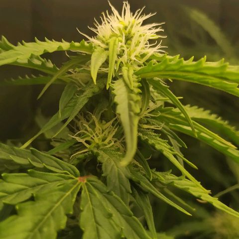 Pineapple Skunk growlog timeline photo