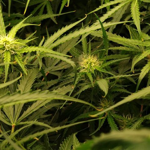 Pineapple Skunk growlog timeline photo