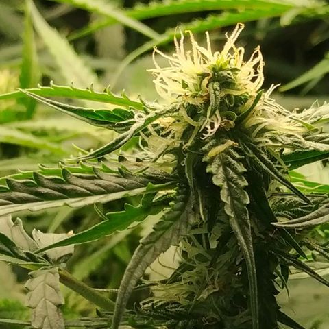 Pineapple Skunk growlog timeline photo