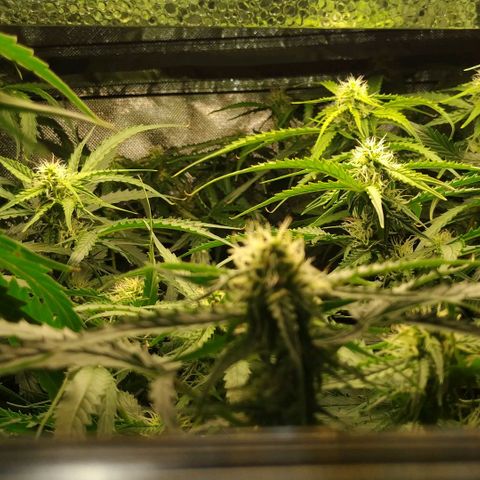 Pineapple Skunk growlog timeline photo