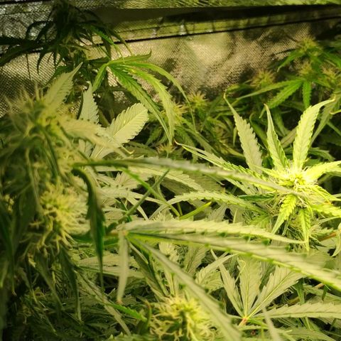 Pineapple Skunk growlog timeline photo