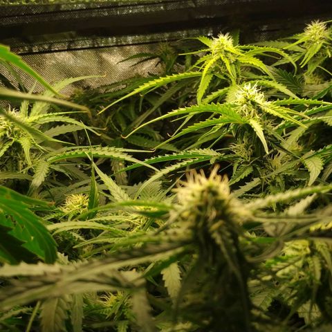 Pineapple Skunk growlog timeline photo