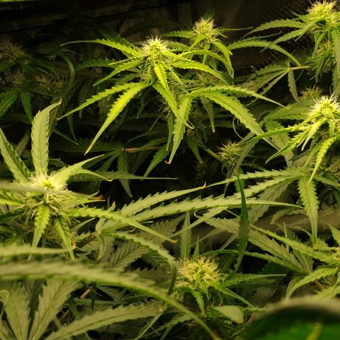 Pineapple Skunk growlog timeline photo
