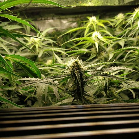 Pineapple Skunk growlog timeline photo