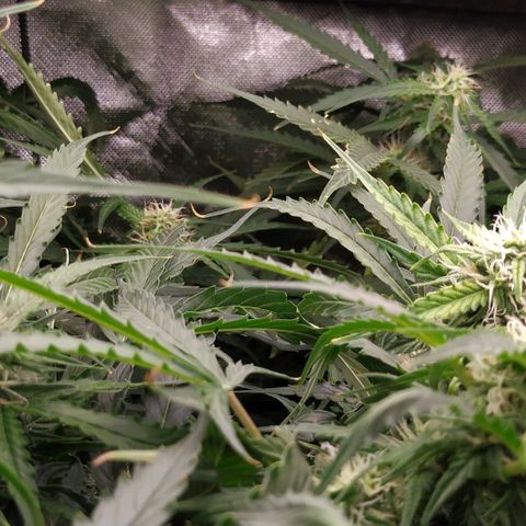 Pineapple Skunk growlog timeline photo