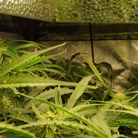 Pineapple Skunk growlog timeline photo
