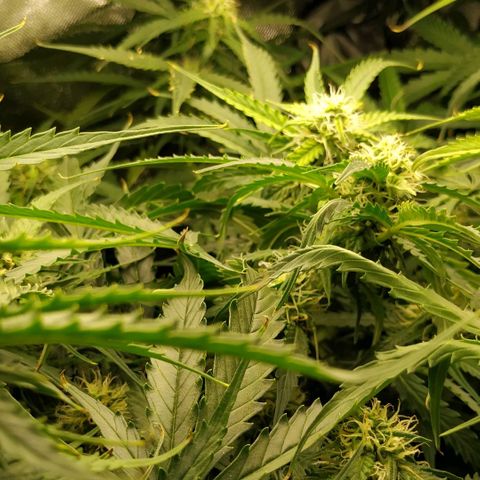 Pineapple Skunk growlog timeline photo