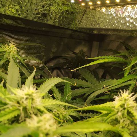 Pineapple Skunk growlog timeline photo
