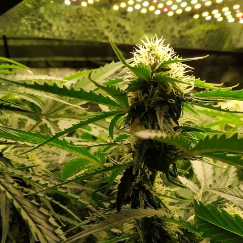 Pineapple Skunk growlog timeline photo