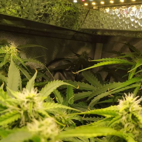 Pineapple Skunk growlog timeline photo