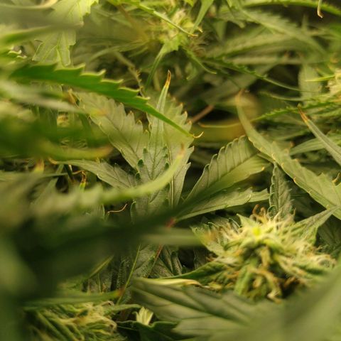 Pineapple Skunk growlog timeline photo