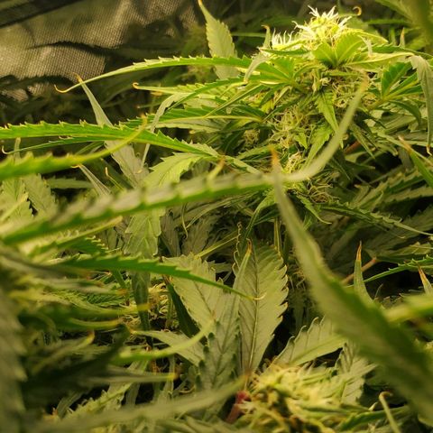 Pineapple Skunk growlog timeline photo