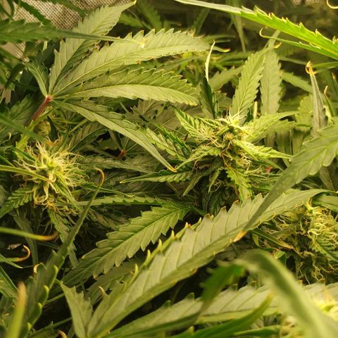 Pineapple Skunk growlog timeline photo
