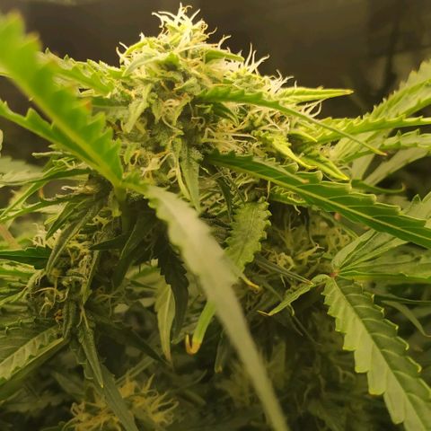 Pineapple Skunk growlog timeline photo