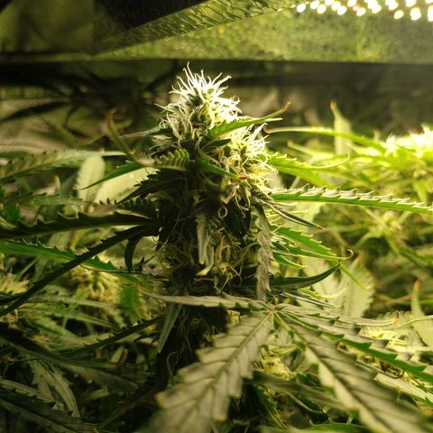 Pineapple Skunk growlog timeline photo
