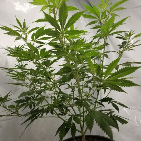 Gina growlog timeline photo