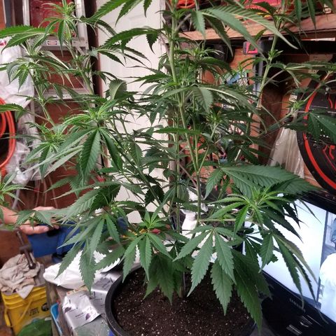 Gina growlog timeline photo