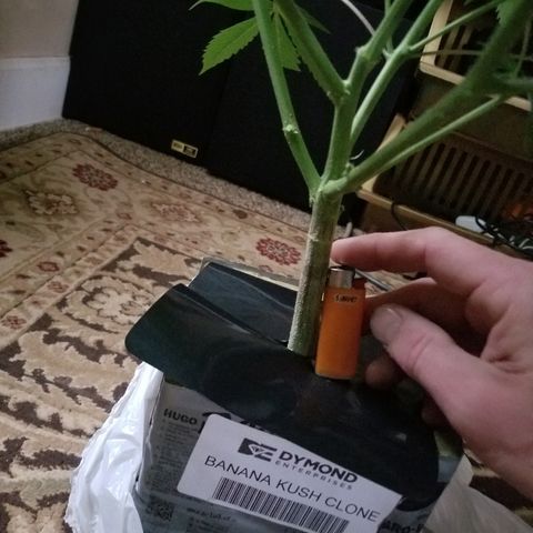 Gina growlog timeline photo