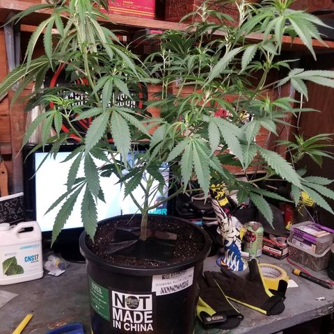 Gina growlog timeline photo