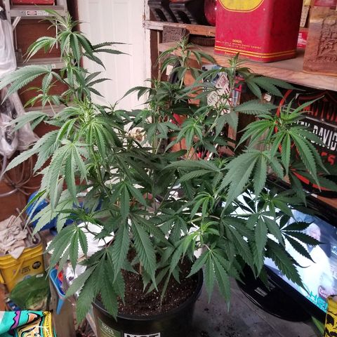 Gina growlog timeline photo